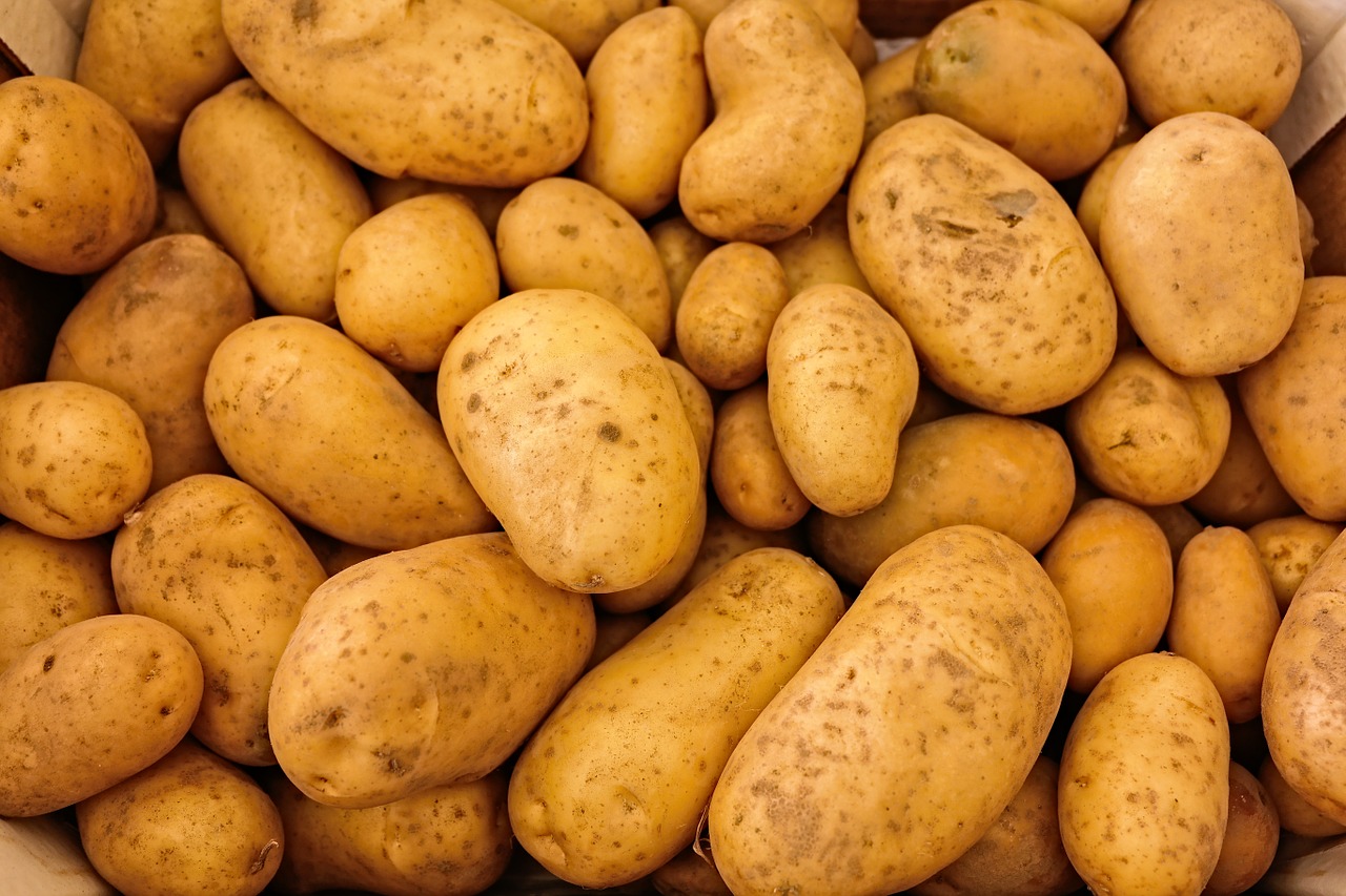 Ziemniaki odmiany Michalina